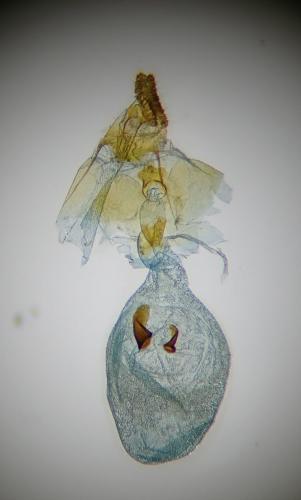 Réf. 260 217 : Eucosma conterminana